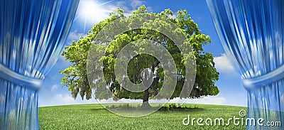 Oak tree Stock Photo