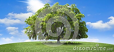 Oak tree Stock Photo