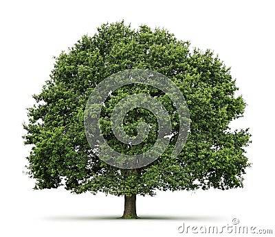 Oak tree Stock Photo