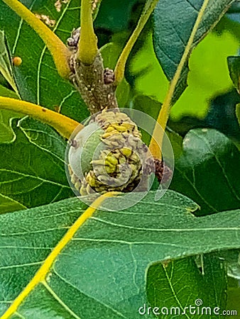 Oak tree acorn or fruit Stock Photo