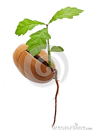 Oak tree from acorn with root Stock Photo