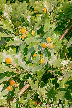 Oak tree with acorns green leaves branches Stock Photo