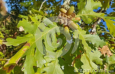 Oak tree acorns leaves nature background Stock Photo