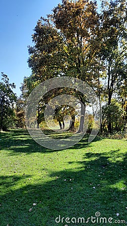 Oak tree against blue sky and green grass. Stock Photo