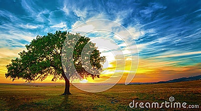 Oak tree Stock Photo