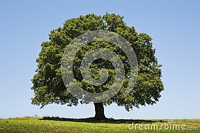 Oak Tree Stock Photo