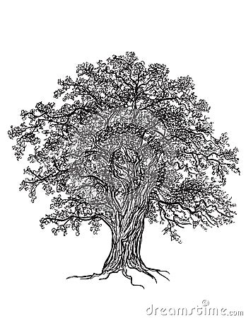 Oak tree Vector Illustration