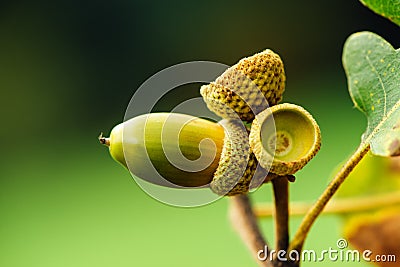 Oak tree branch acorn nut as beautiful autumn season background Stock Photo