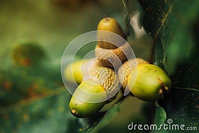 Oak tree branch acorn nut as beautiful autumn season background Stock Photo