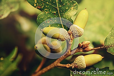 Oak tree branch acorn nut as beautiful autumn season background Stock Photo