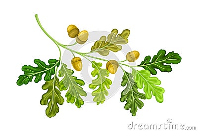 Oak Tree Branch with Green Leaves and Acorns Vector Illustration Vector Illustration
