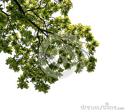 Oak tree branch isolated on white Stock Photo