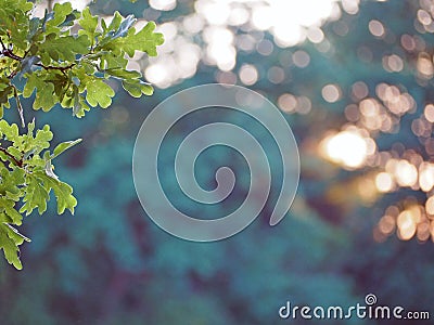 Oak tree branche on green orange bokeh background Stock Photo