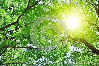 Oak tree branches with green leaves on blue sky and bright sun light background, summer sunny day nature landscape Stock Photo