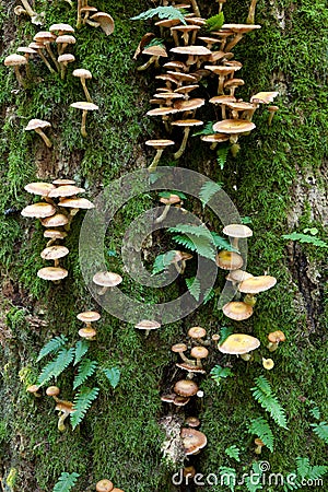 Oak tree with Common Polypody fern and fungi Stock Photo