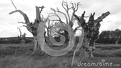 Oak Tree Dryads ancient petrified forest enjoying the day celebrating 2000 years 30 Stock Photo