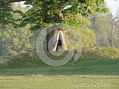 Oak Tree Entrance to Another World Stock Photo