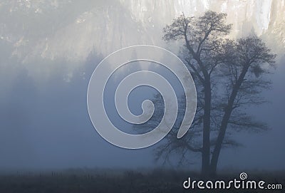 Oak tree in fog Stock Photo