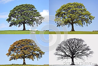 Oak Tree Four Seasons Stock Photo