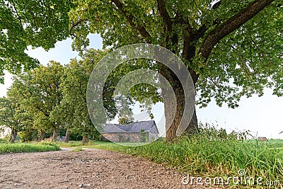 Oak tree in full leaf standing alone Stock Photo