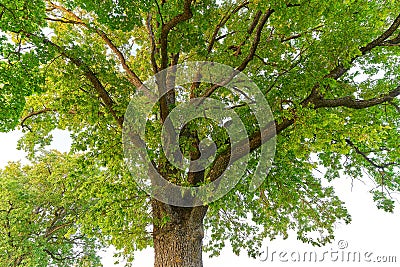 Oak tree in full leaf standing alone Stock Photo