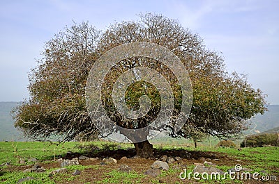 Oak tree, Golan Heights in Israel Stock Photo