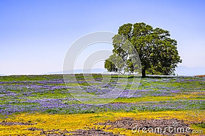 Oak tree growing on a meadow covered in blooming wildflowers on a sunny spring day; North Table Mountain Ecological Reserve, Stock Photo