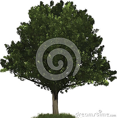 Oak tree illustration Vector Illustration