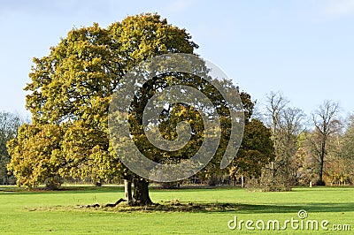 Oak Tree Stock Photo