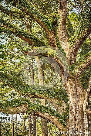 Oak Tree Stock Photo