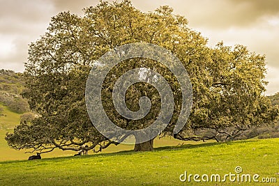 Oak Tree Stock Photo