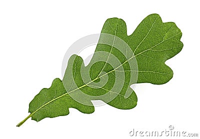 Oak tree leaf isolated on white background Stock Photo