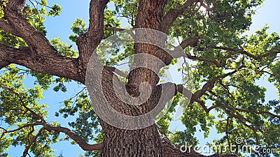 Oak tree Stock Photo