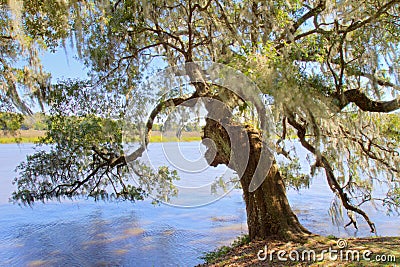 Oak Tree at Magnolia Plantation, Charleston SC Stock Photo