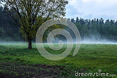 Oak tree near forest Stock Photo