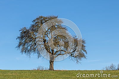 Oak tree Stock Photo