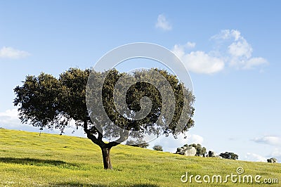 Oak tree - Quercus ilex Stock Photo