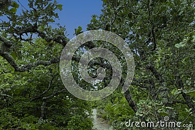 The Oak tree, Quercus pubescens, grows in the highlands. Relic tree Oak. Soft focus Stock Photo