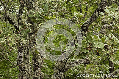 The Oak tree, Quercus pubescens, grows in the highlands. Relic tree Oak. Soft focus Stock Photo