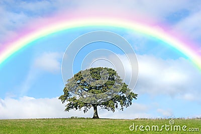 Oak Tree and Rainbow Beauty Stock Photo