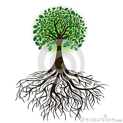 Oak tree with roots and dense foliage, vector Vector Illustration