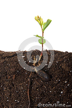 Oak tree sapling recently sprouted from seed, seed still attached Cross section view Stock Photo