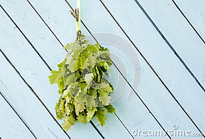 Oak tree sauna whisk broom also known as vasta, vihta or venik hanging and drying on the wall. Stock Photo