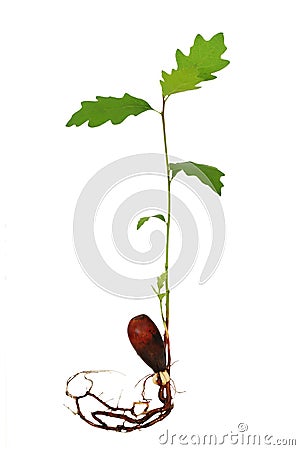 Oak tree seedling with roots Stock Photo
