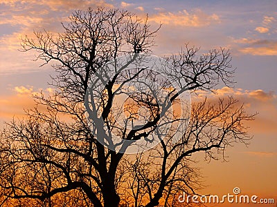 Oak Tree Silhouette Stock Photo