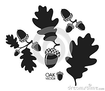 Oak tree. Silhouette. Isolated acorns and leaves on white background Vector Illustration