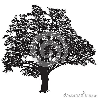 Oak tree silhouette with leaves in the black-and-white vector image Vector Illustration