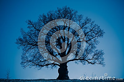 Oak tree silhouette at night Stock Photo