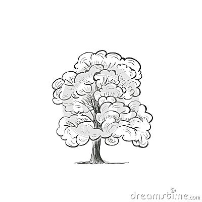 Oak Tree skech illustration drawing hand. Vector Illustration