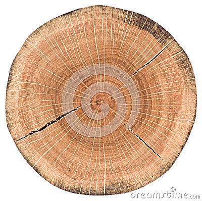 Oak tree slice. Round wood slab with annual rings and cracks iso Stock Photo